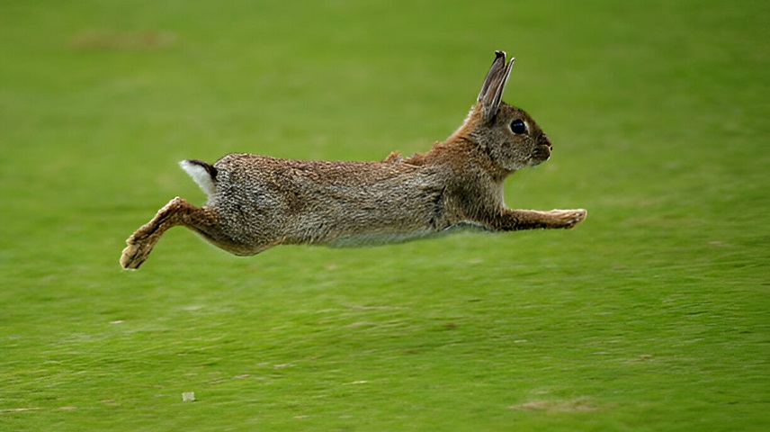 6 Letter Mammal Names