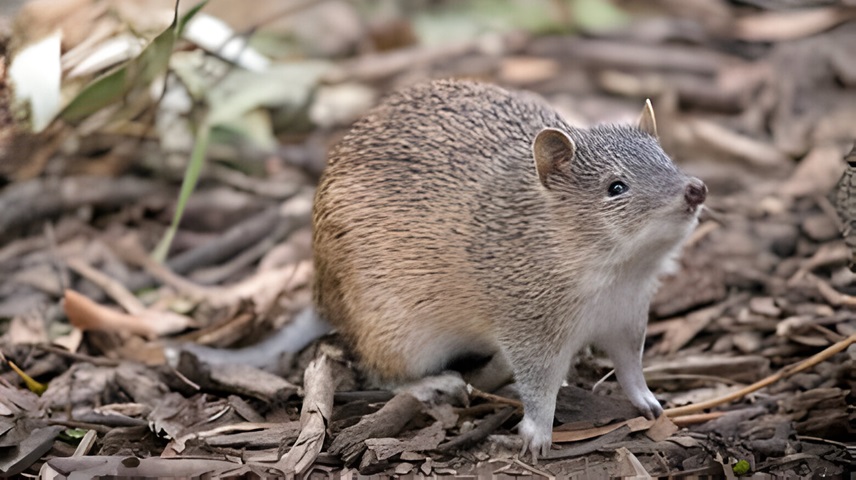 9 Letter Mammal Names