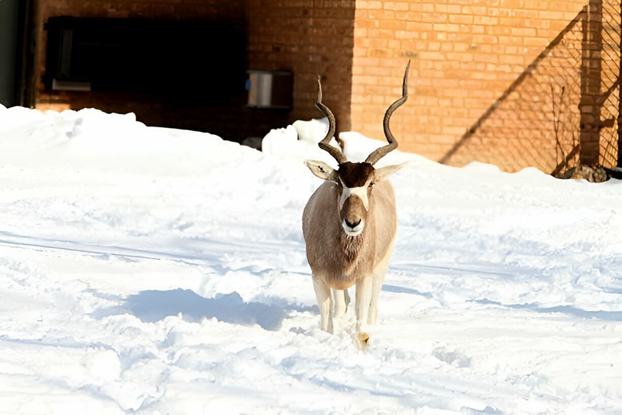 Addax 5 Letter Mammal