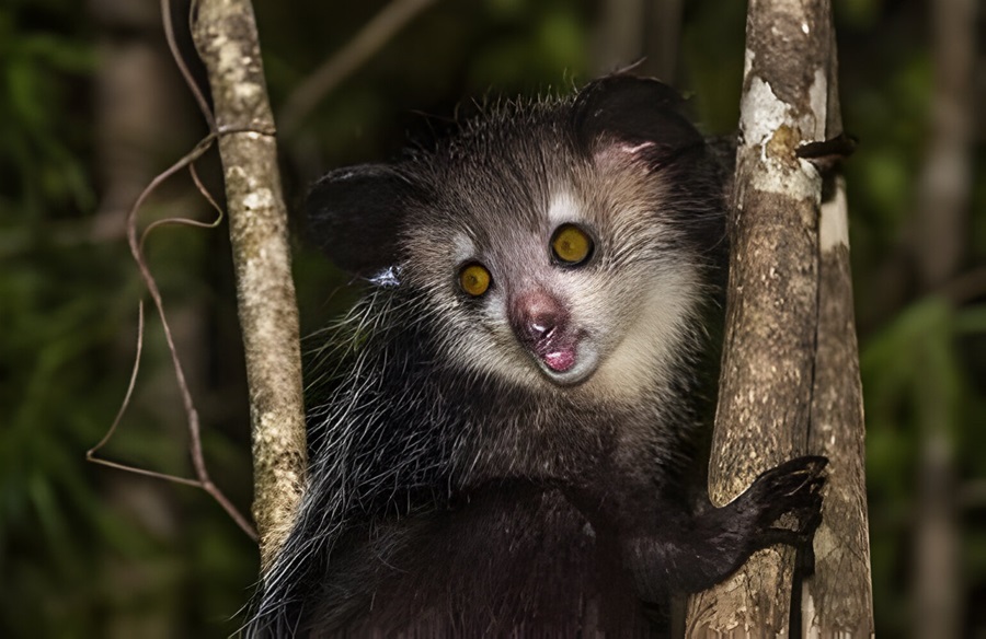 Aye-aye