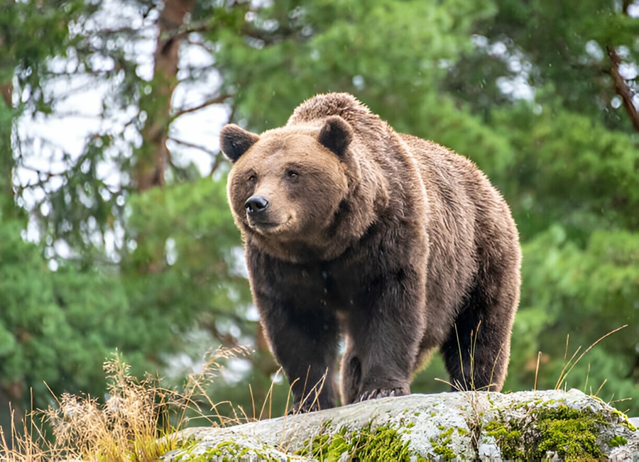 List of 4 Letter Mammal Names - MammalsLife