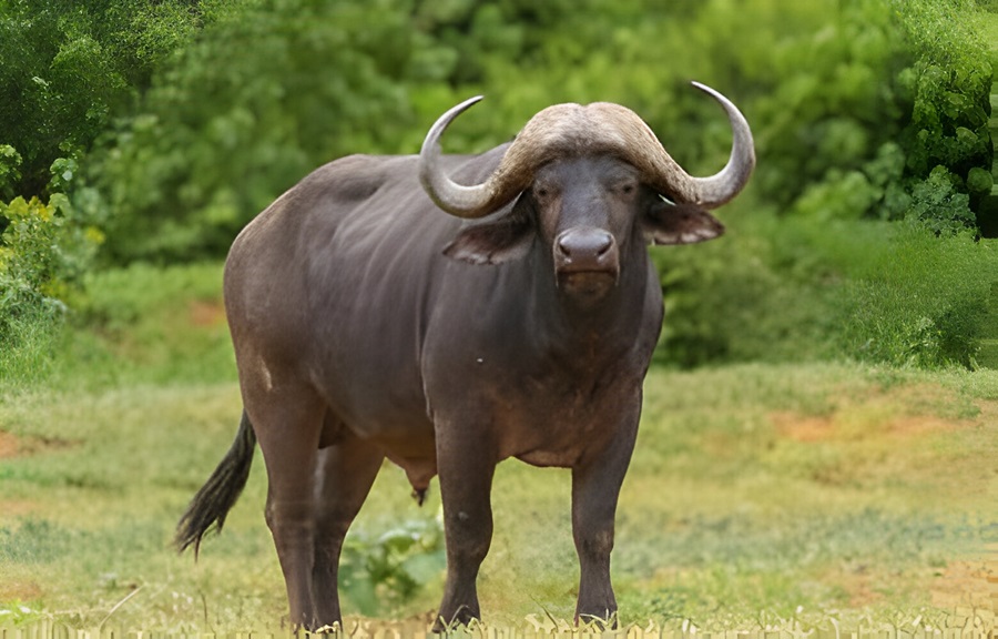 Buffalo 7 Letter Mammal