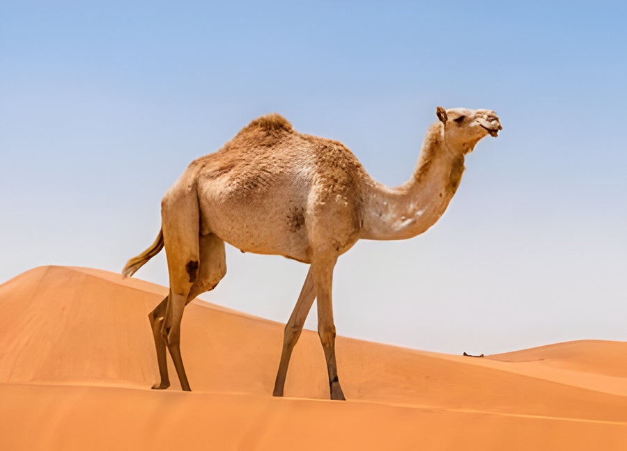 Camel