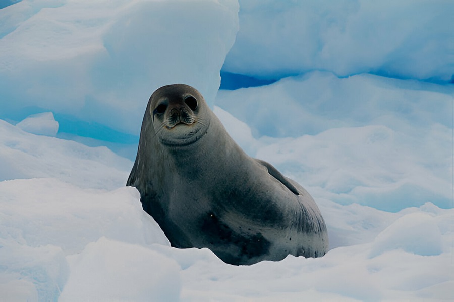 Mammals of Antarctica