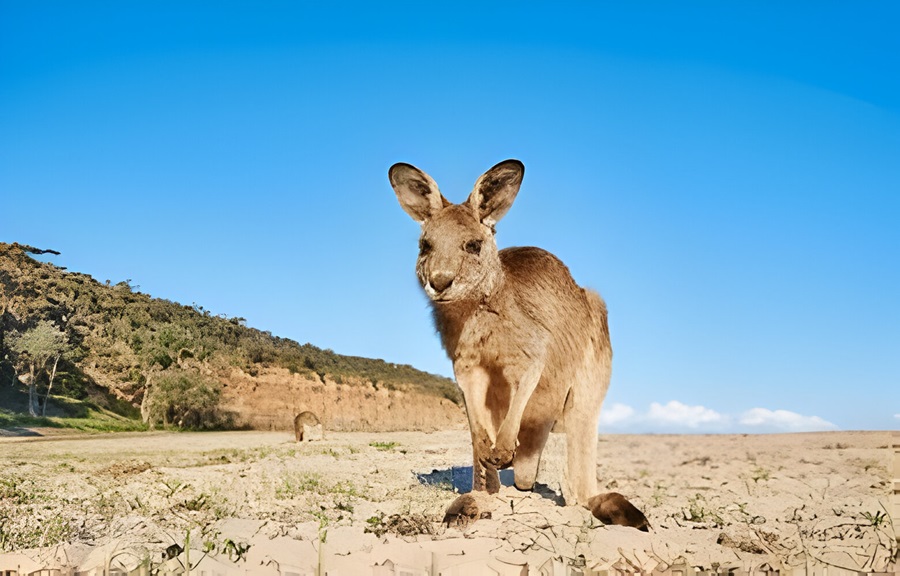 Mammals of Australia and Oceania