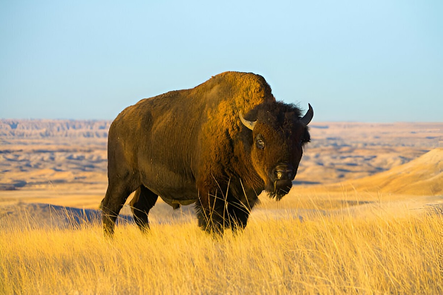 Mammals of North America