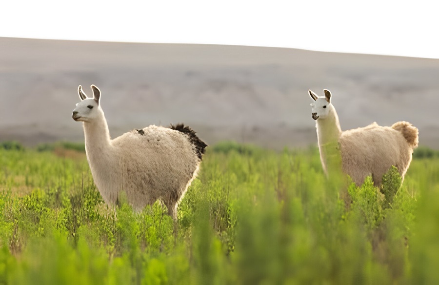 Mammals of South America