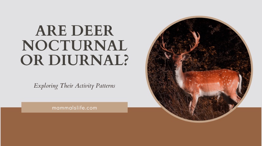 Are Deer Nocturnal Or Diurnal