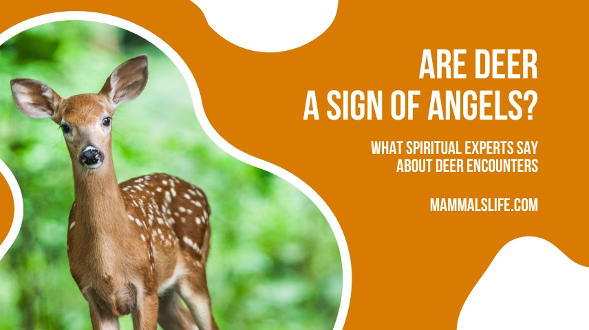 Are Deer a Sign of Angels