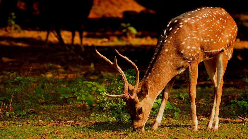 Do Deer Eat Potato Plants