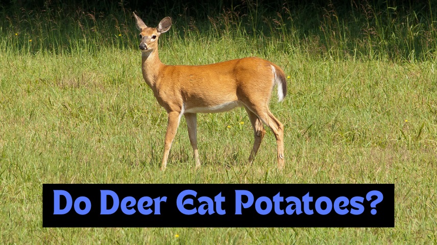 Do Deer Eat Potatoes