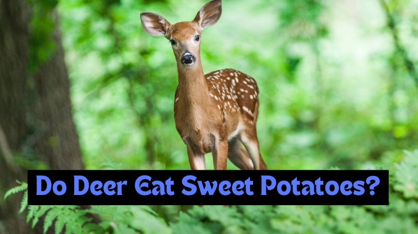 Do Deer Eat Sweet Potatoes