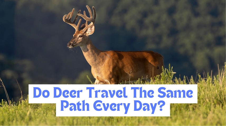 Do Deer Travel The Same Path Every Day