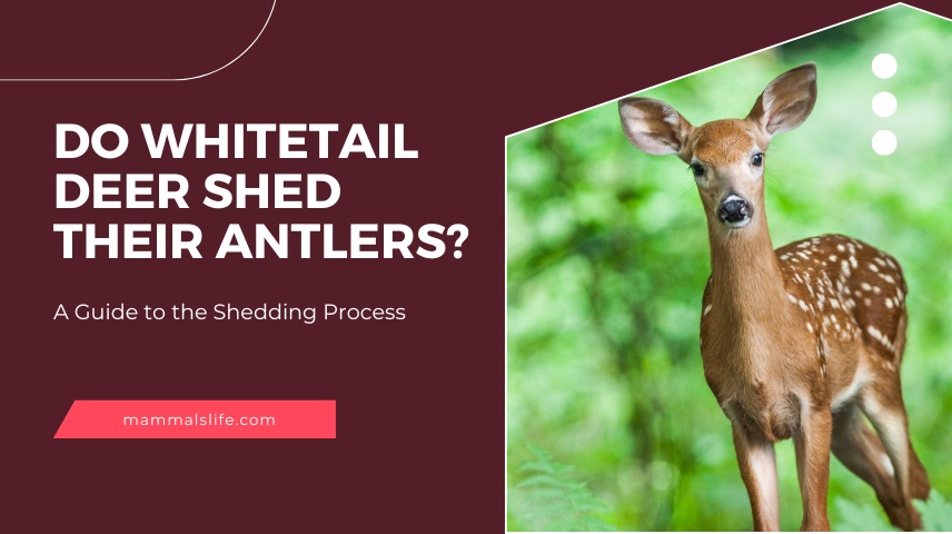 Do Whitetail Deer Shed Their Antlers? A Guide to the Shedding Process ...