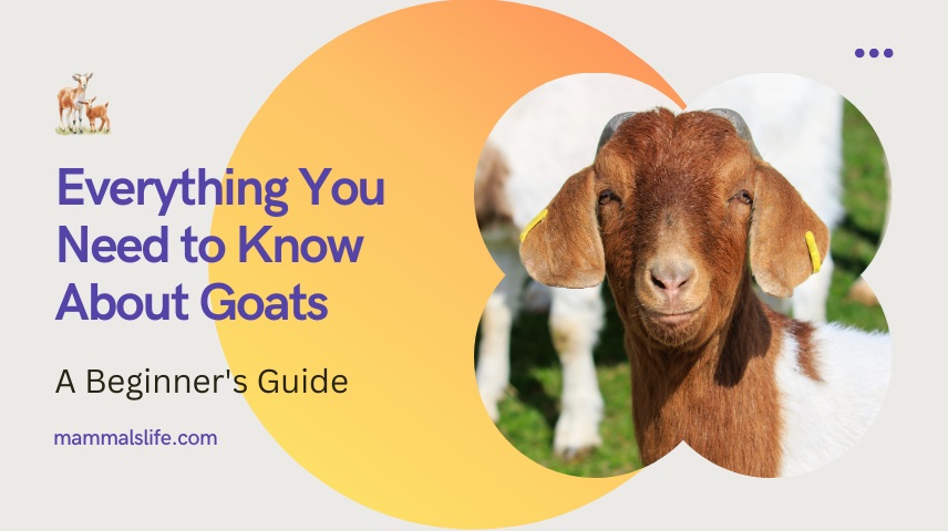 Everything You Need to Know About Goats