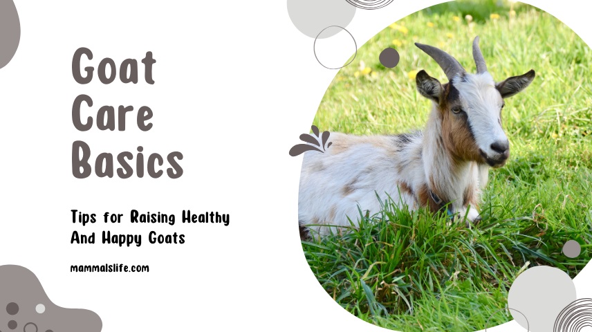 Goat Care Basics