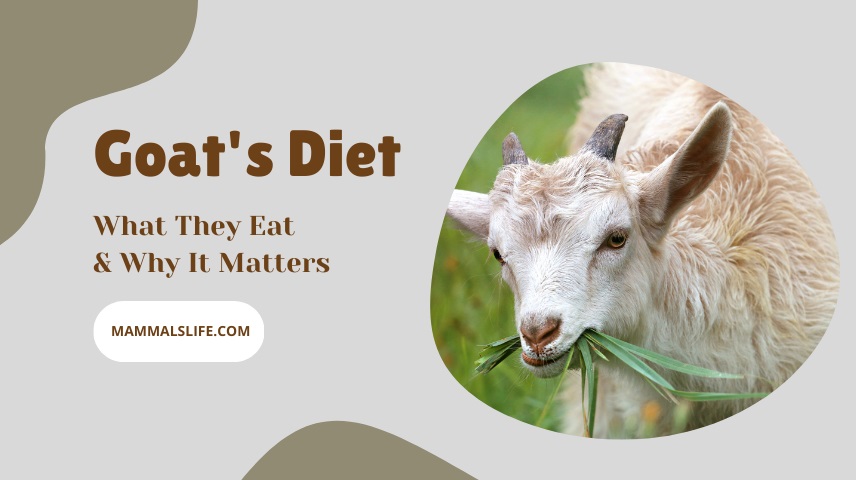 Goat's Diet