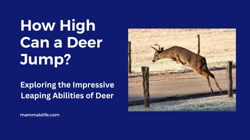 How High Can a Deer Jump