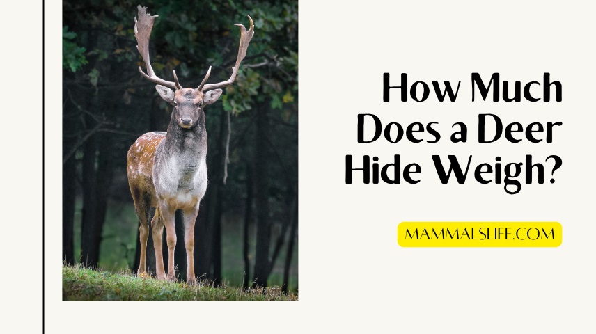 How Much Does a Deer Hide Weigh