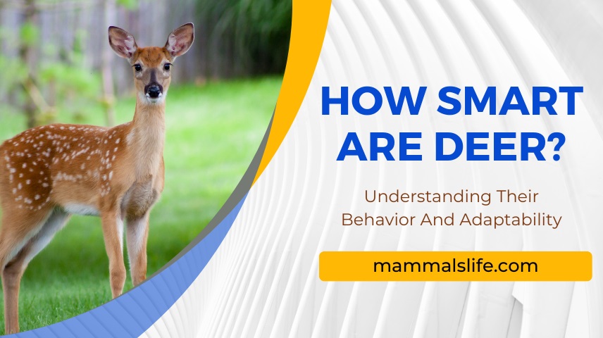 How Smart Are Deer