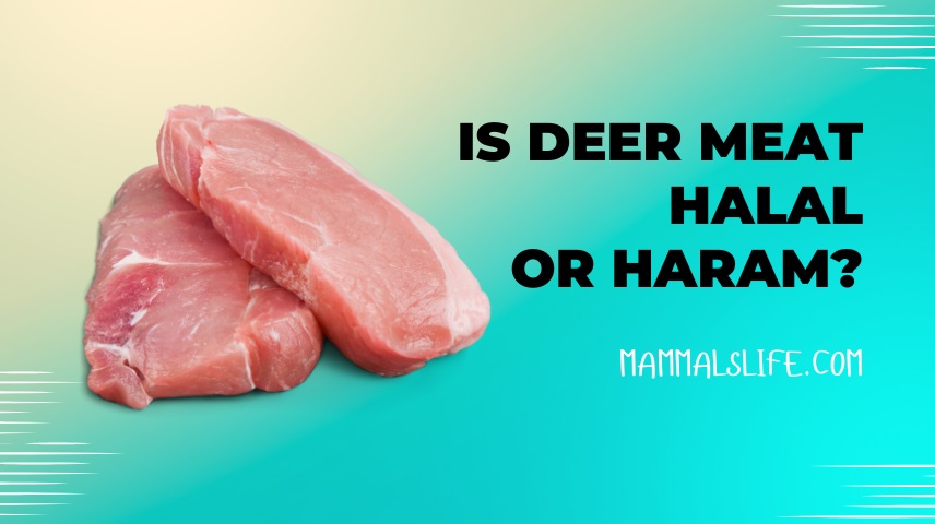 Is Deer Meat Halal Or Haram