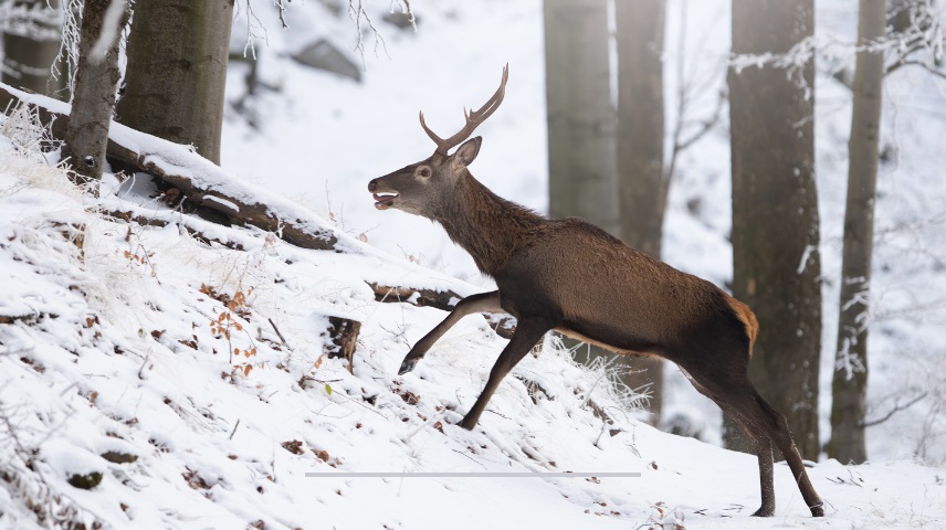 Seasonal Deer Movement and Travel Distances