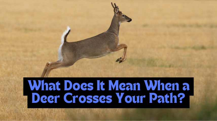 What Does It Mean When a Deer Crosses Your Path