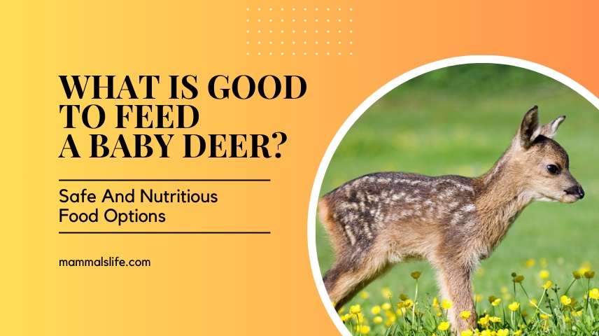 What Is Good to Feed a Baby Deer