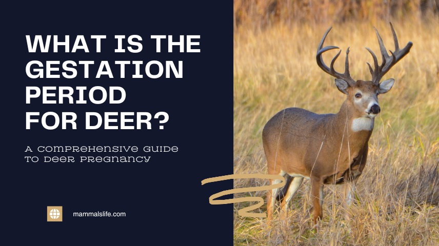 What Is the Gestation Period for Deer