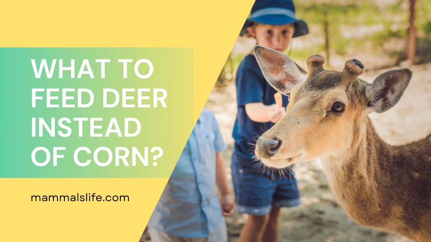 What to Feed Deer Instead of Corn