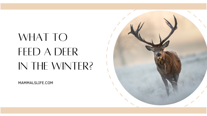 What to Feed a Deer in the Winter