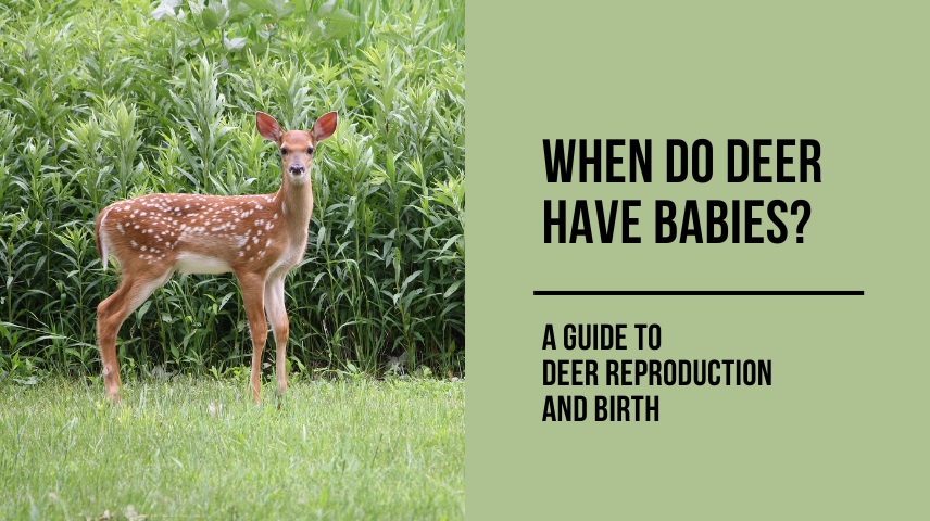 When Do Deer Have Babies