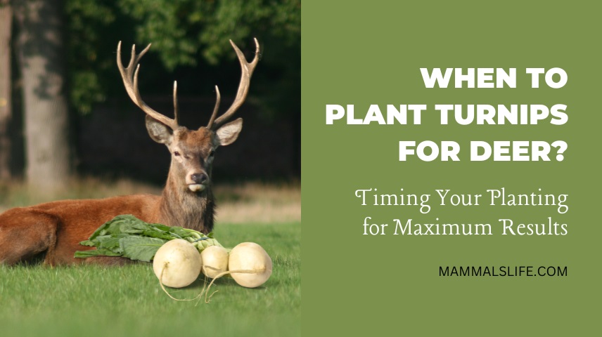 When to Plant Turnips for Deer