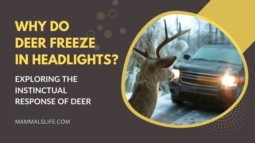 Why Do Deer Freeze in Headlights