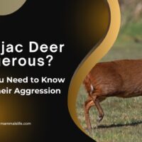 Are Muntjac Deer Dangerous