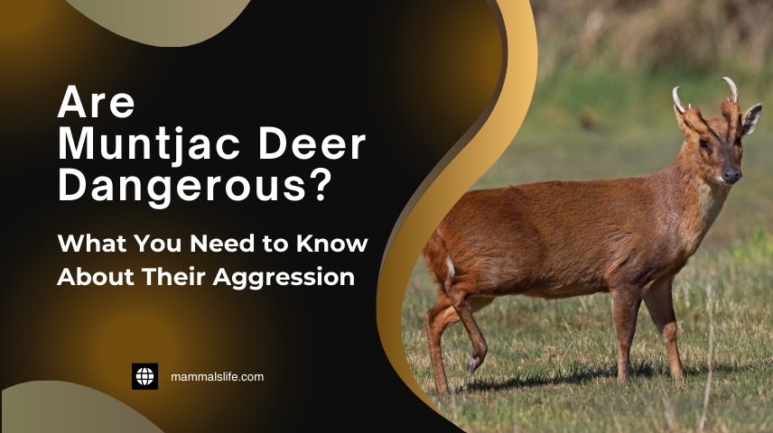 Are Muntjac Deer Dangerous