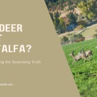 Do Deer Eat Alfalfa