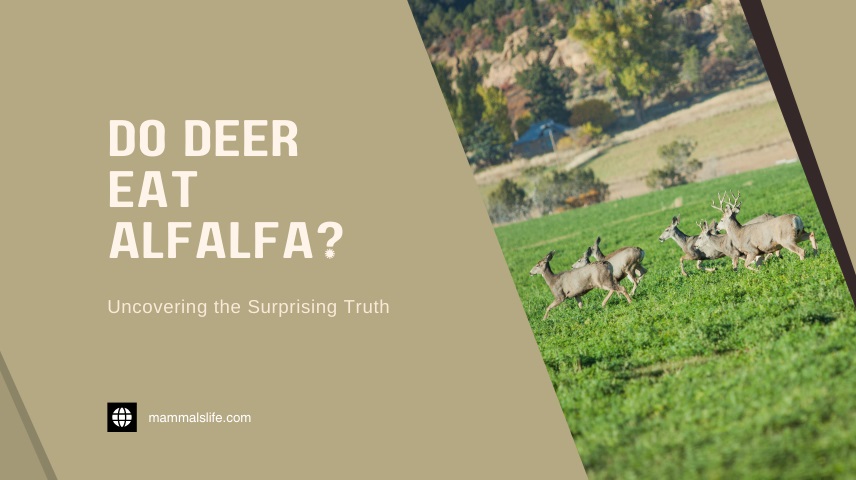 Do Deer Eat Alfalfa