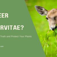 Do Deer Eat Arborvitae