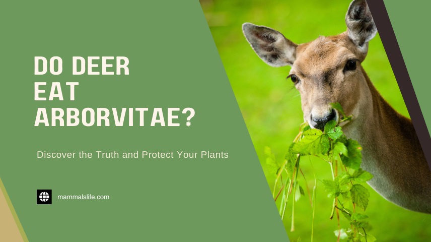 Do Deer Eat Arborvitae