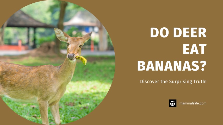 Do Deer Eat Bananas