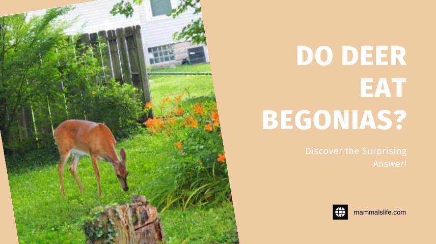 Do Deer Eat Begonias