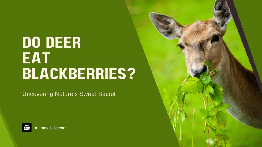 Do Deer Eat Blackberries