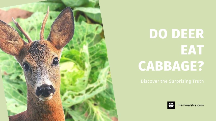 Do Deer Eat Cabbage