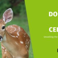 Do Deer Eat Celery