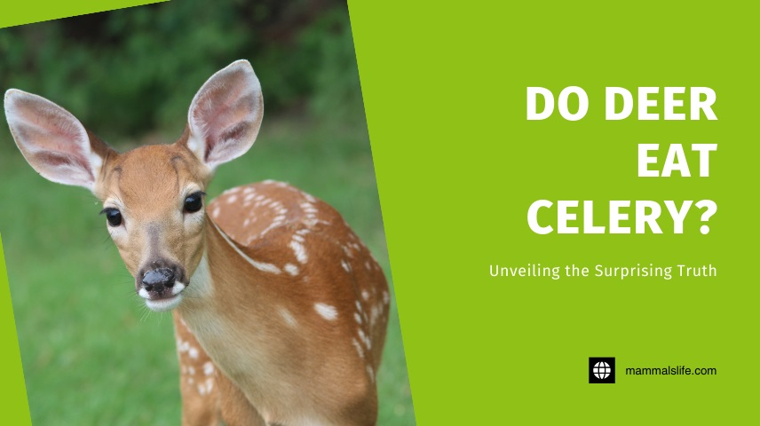 Do Deer Eat Celery