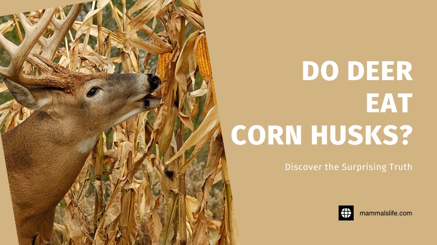 Do Deer Eat Corn Husks