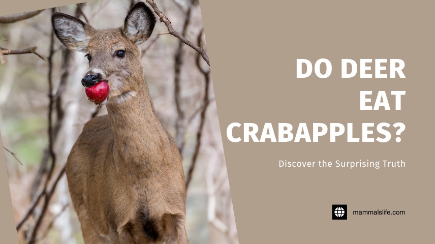 Do Deer Eat Crabapples