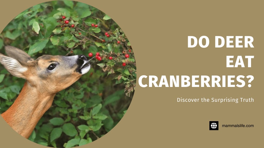 Do Deer Eat Cranberries