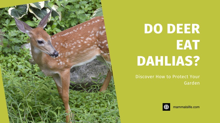 Do Deer Eat Dahlias